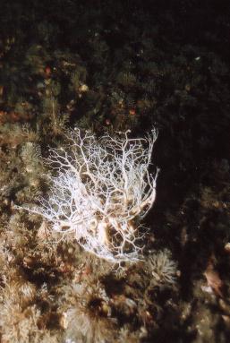 BASKET STAR