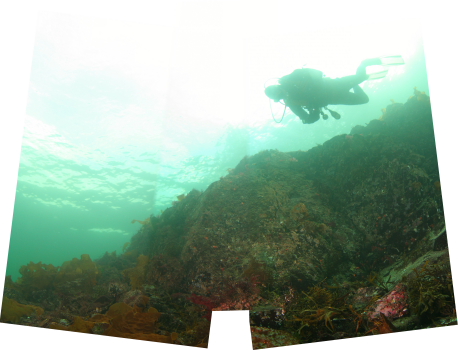 REEF PANORAMA