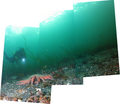 SUNFLOWER STAR AND EELGRASS PANORAMA