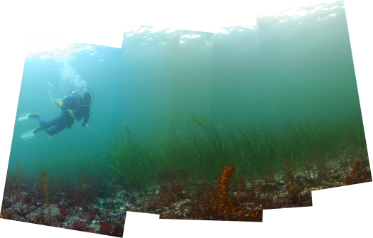 EELGRASS PANORAMA