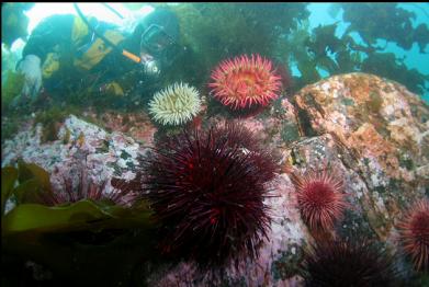 fish-eating anemones