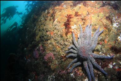 sunflower star on left-hand wall