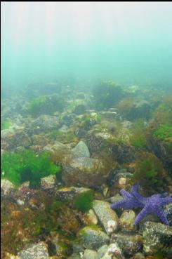 SEASTARS NEAR BEACH