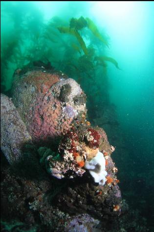 strawberry anemones and sponges