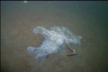 SEAGULL-SHAPED MAT OF HYDROGEN SULPHIDE-LOVING BACTERIA