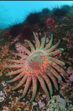 sunflower star