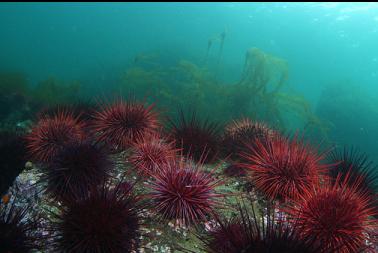 urchins and kelp