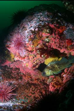 quillback rockfish