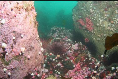 hydrocoral, brooding anemones, etc.