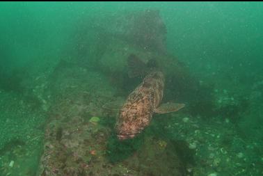 lingcod