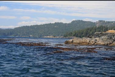 kelp around Smyth Head