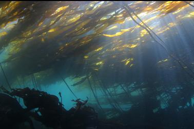 under kelp