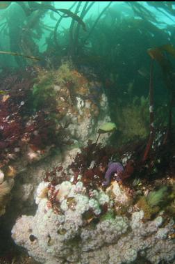 plumose anemones in shallows