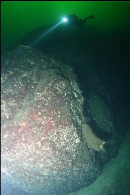 boot sponge