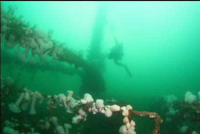 diver at mast on bow