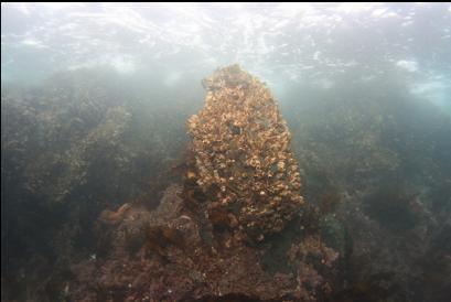 barnacles in shallows