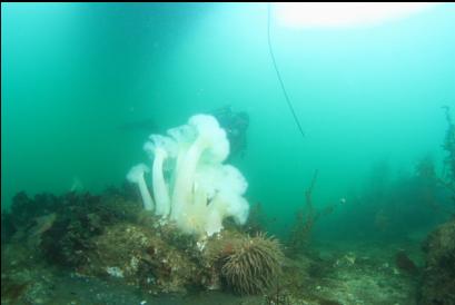 anemones on shallow reefs