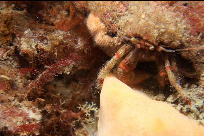 hermit crab next to yellow sponge