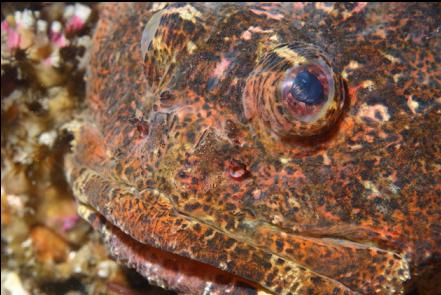 buffalo sculpin