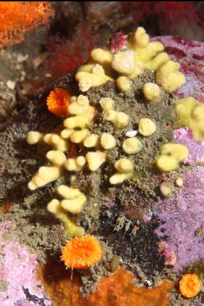 cub corals and bryozoan