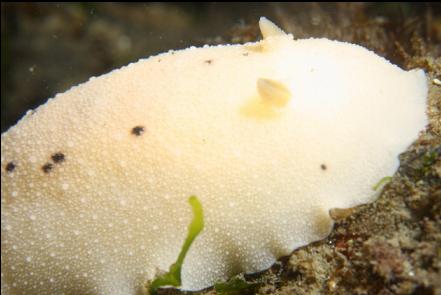 nudibranch