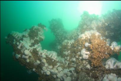 plumose anemones and giant barnacles 