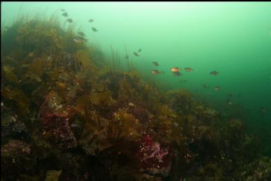 perch in shallows