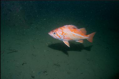 CANARY ROCKFISH