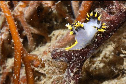 nudibranch on kelp holdfast