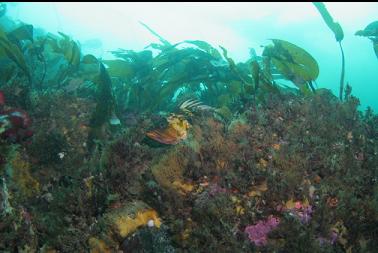 copper rockfish at top of reef