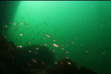 perch and moon jellyfish