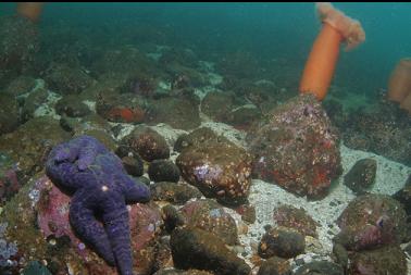 seastar and anemone