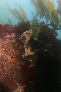 leather stars and kelp near surface