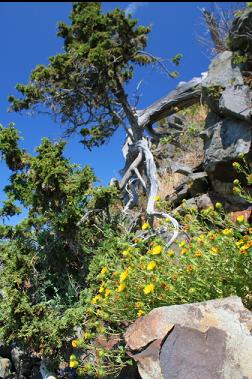 flowers and bonsai-like tree 