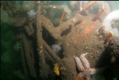 nudibranch and seastar at bottom of picture