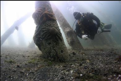 natural-light under the pilings