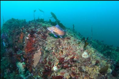 kelp greenling