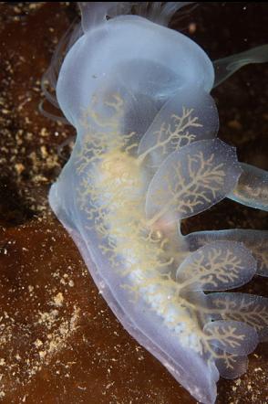 hooded nudibranch