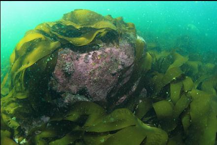 boulder and bottom kelp in the bay