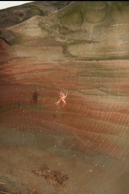 SPIDER WEB ON SANDSTONE