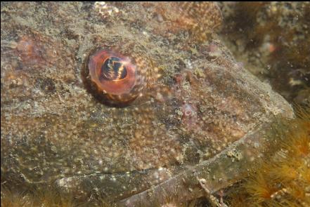 great sculpin