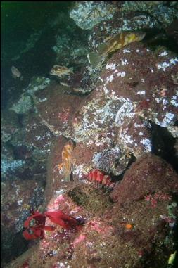 PAINTED GREENLING AND COPPER ROCKFISH