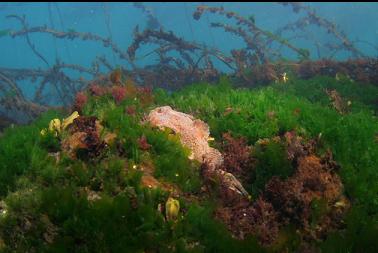buffalo sculpin in shallows