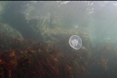 jellyfish near surface