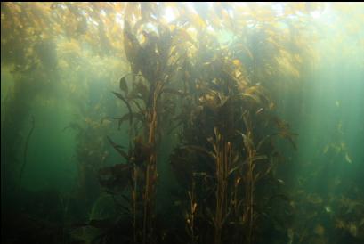 under the kelp