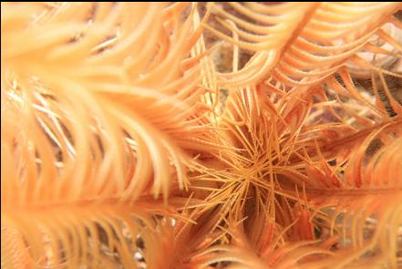 feather star