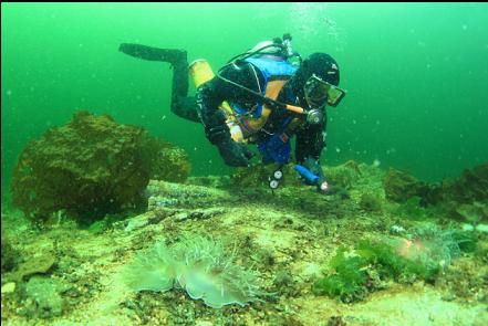 giant nudibranchs