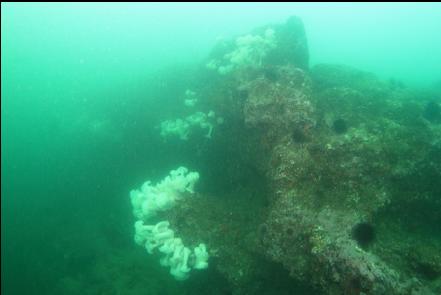 reef 45 feet deep
