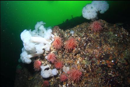 crimson and plumose anemones