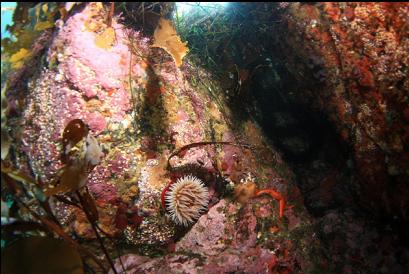 fish-eating anemone